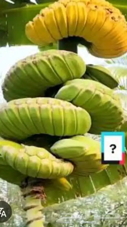 موز سلام بوذا أو يد بوذا صور الباقي للطلبية من تايلند 0