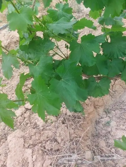 ورق عنب بناتي للبيع 1