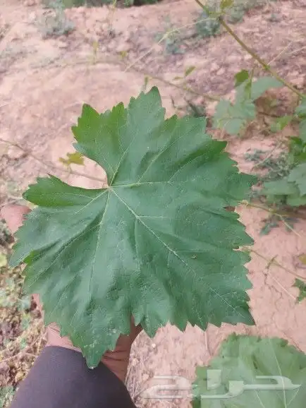 ورق عنب بناتي للبيع 3
