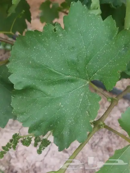 ورق عنب بناتي للبيع 2