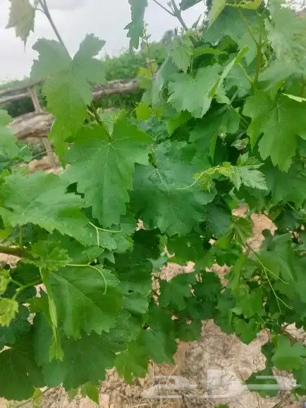 ورق عنب بناتي للبيع 0