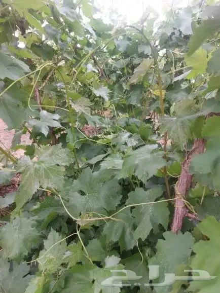 ورق عنب بناتي للبيع 4