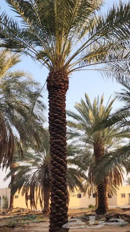 موسم زراعه النخيل البلدي وواشنطني 6