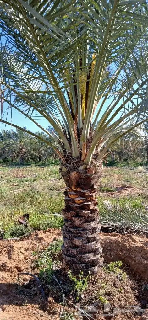 نخل للبيع فروخ وجثايث 8