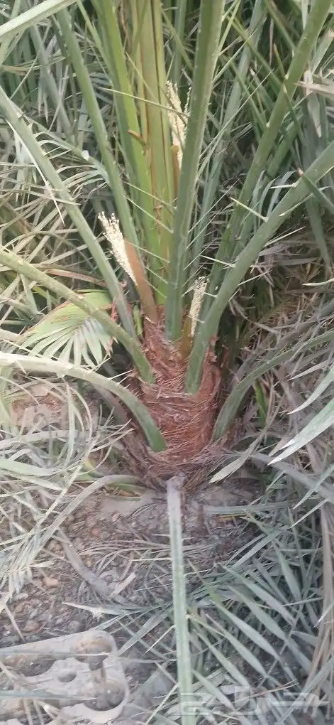 نخل للبيع فروخ وجثايث 7