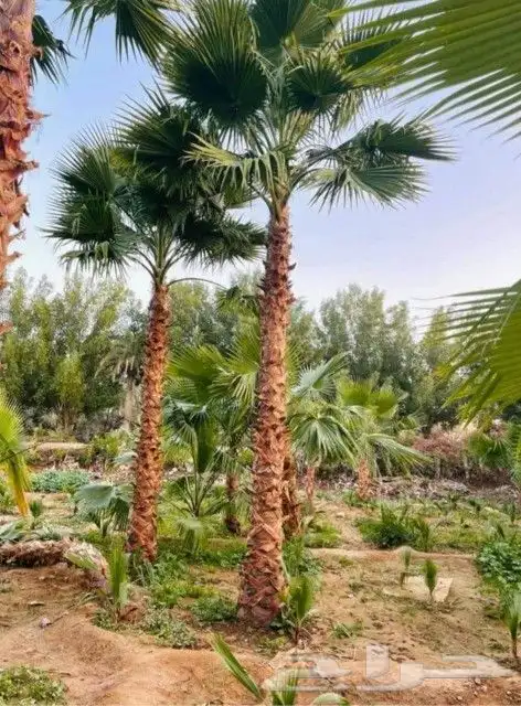 موسم زراعه النخيل البلدي وواشنطني 3