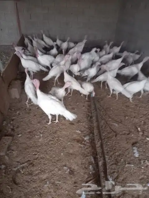 رومي ابيض للبيع 0