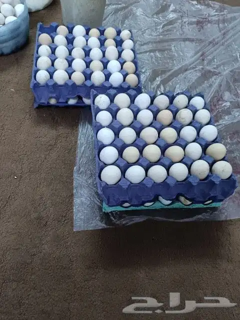 بيض وصيصان  كتاكيت  المنيوم والمنيوم قولد وبلدي 0