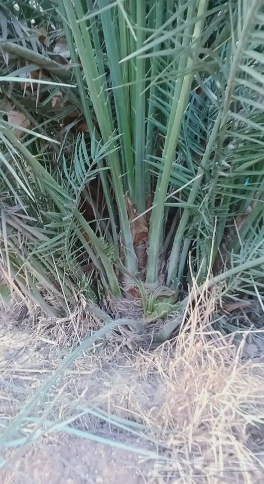 يوجد لدينا جميع انواع الفروخ سكري صقعي مجدوال 2