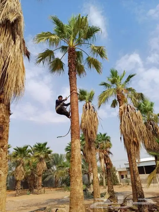 موسم زراعه النخيل البلدي وواشنطني 8
