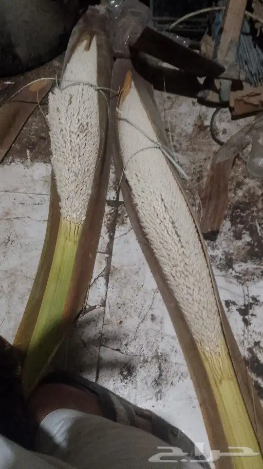 يوجد لدينا جميع انواع النخيل العربي ورش الحشرات 1