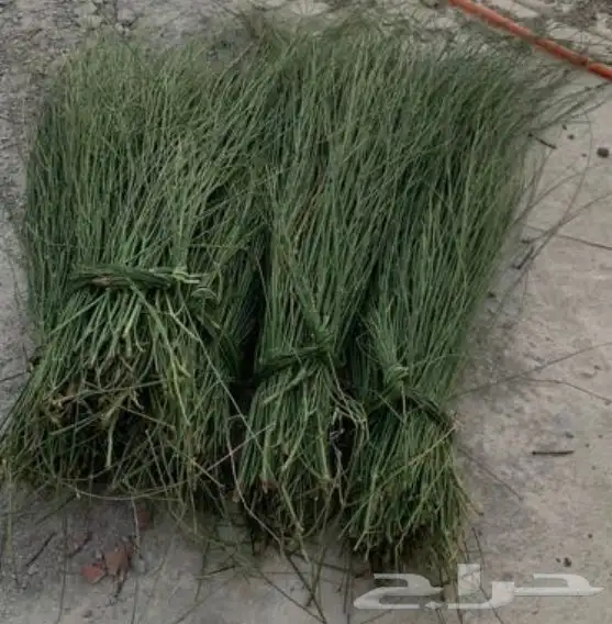 مرخ وسلع اخضر طازه 1