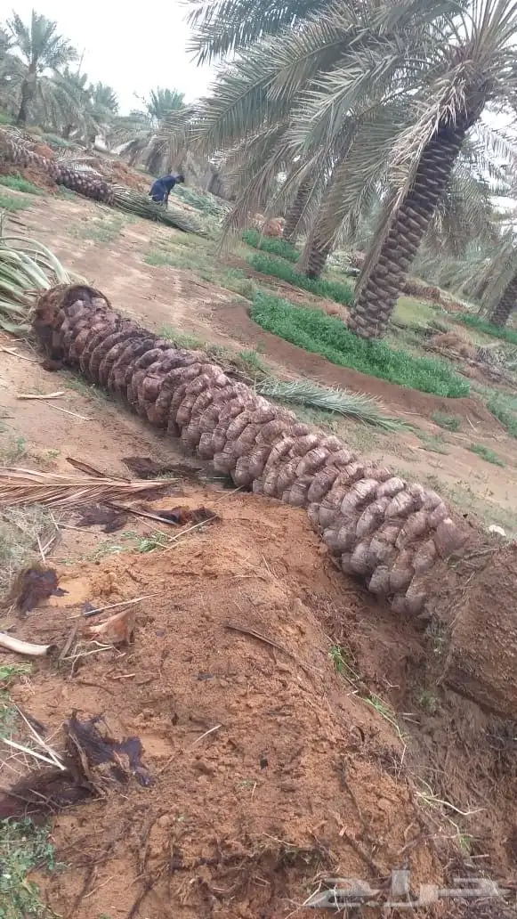 تنسيق حدائق زراعه جميع انواع النخيل وزرعه الطبيعي و الصناعي 16