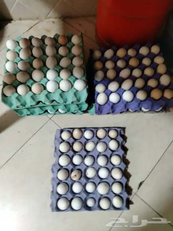 بيض بلدي عضوي 1