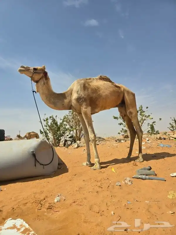 جمال راكبي لبيع شرط السلام 4