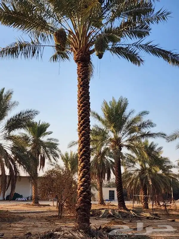موسم زراعه النخيل البلدي وواشنطني 0