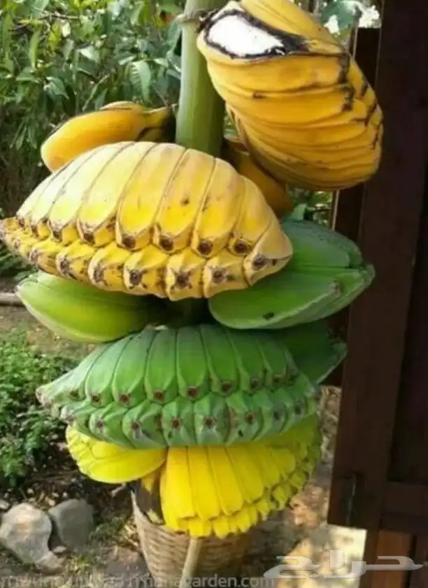موز سلام بوذا أو يد بوذا صور الباقي للطلبية من تايلند 1