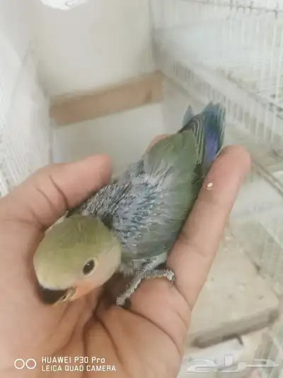 للبيع فرخ روز 0