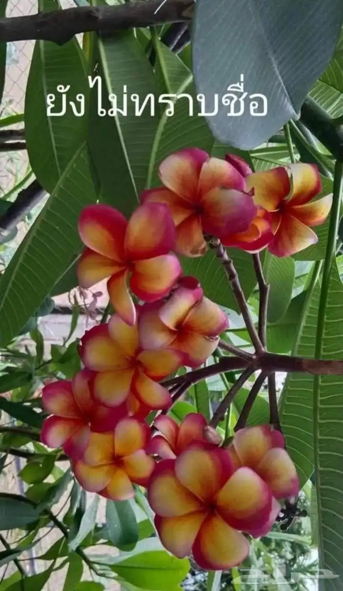 موز سلام بوذا أو يد بوذا صور الباقي للطلبية من تايلند 16
