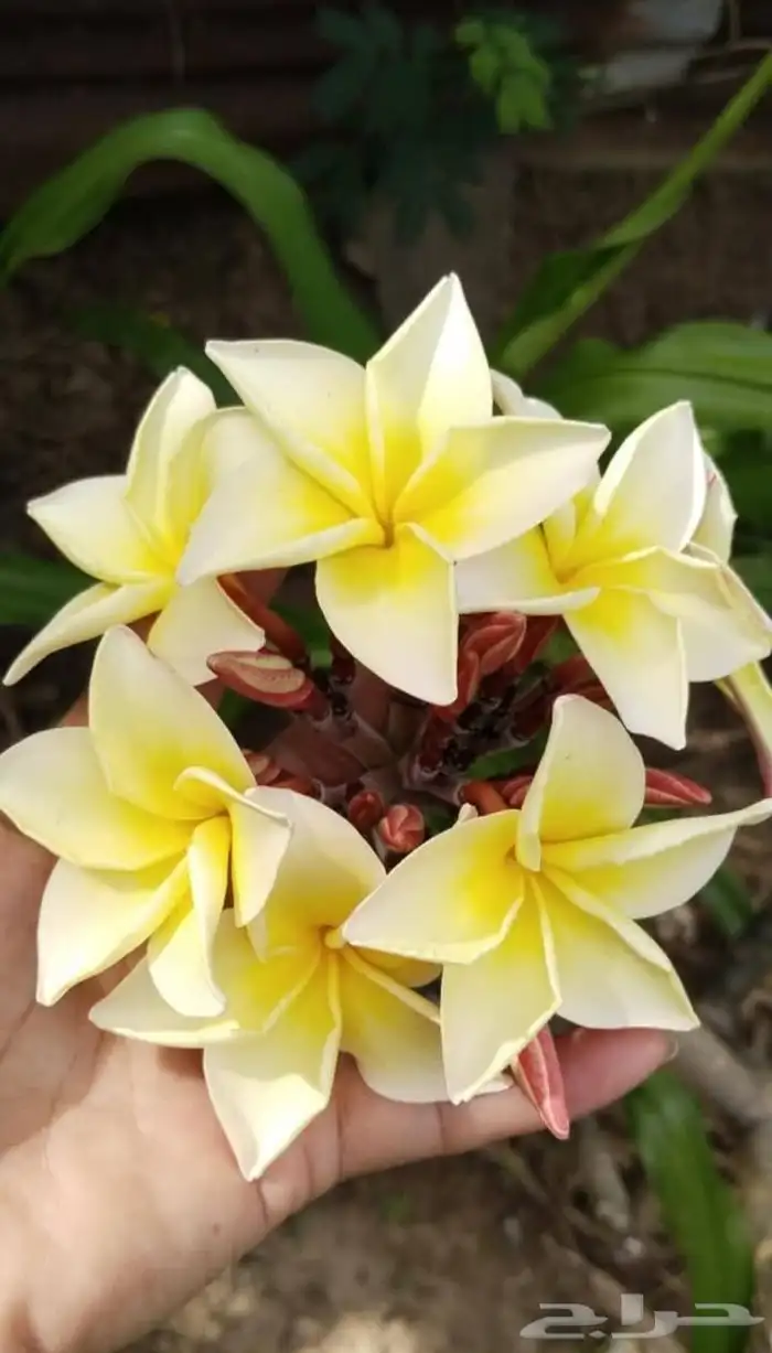 موز سلام بوذا أو يد بوذا صور الباقي للطلبية من تايلند 7