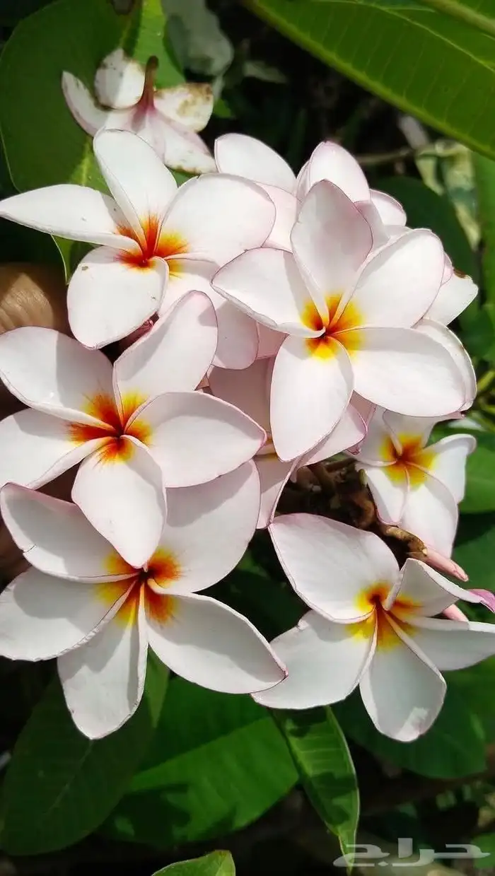 موز سلام بوذا أو يد بوذا صور الباقي للطلبية من تايلند 12