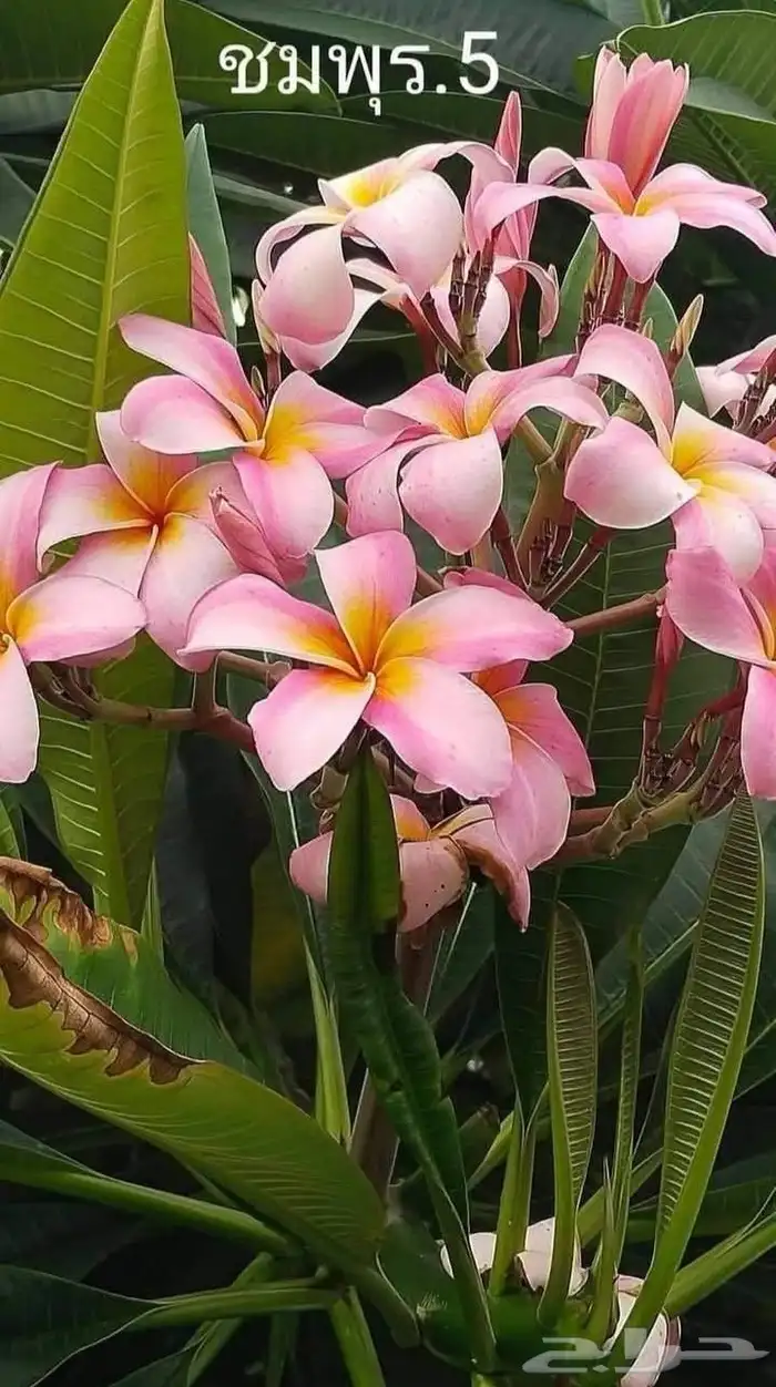 موز سلام بوذا أو يد بوذا صور الباقي للطلبية من تايلند 10