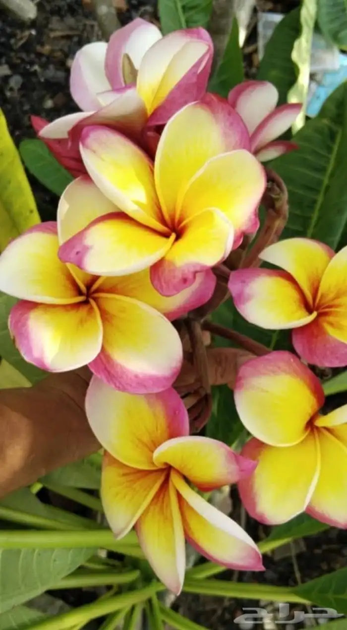 موز سلام بوذا أو يد بوذا صور الباقي للطلبية من تايلند 9
