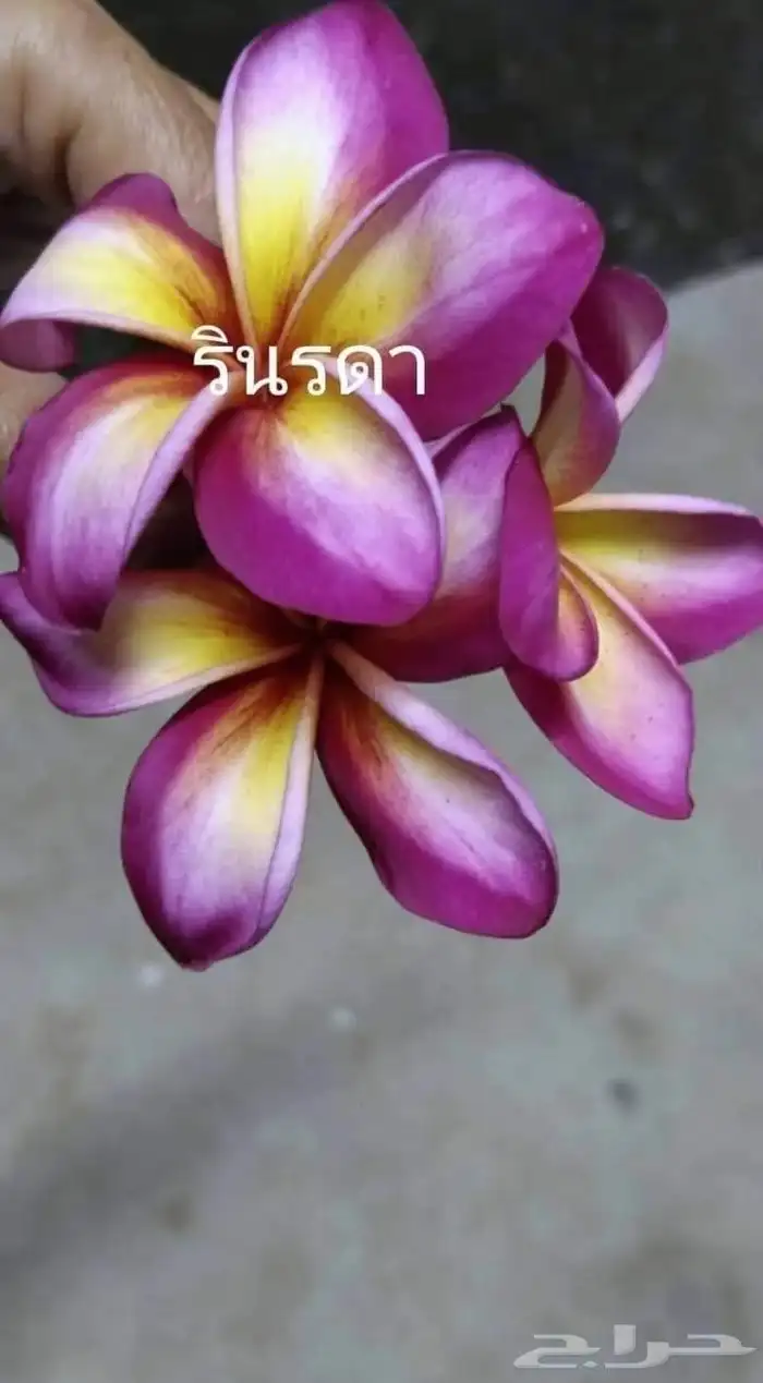 موز سلام بوذا أو يد بوذا صور الباقي للطلبية من تايلند 13