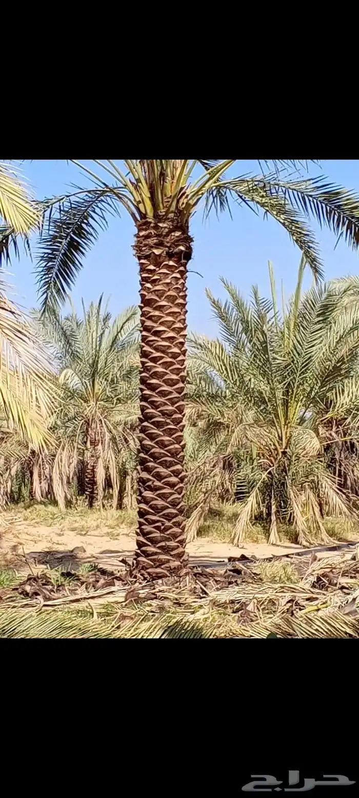 الرياض _المزاحمية _ضرماء _الجله _القويعيه _جميع مناطق المملك 2