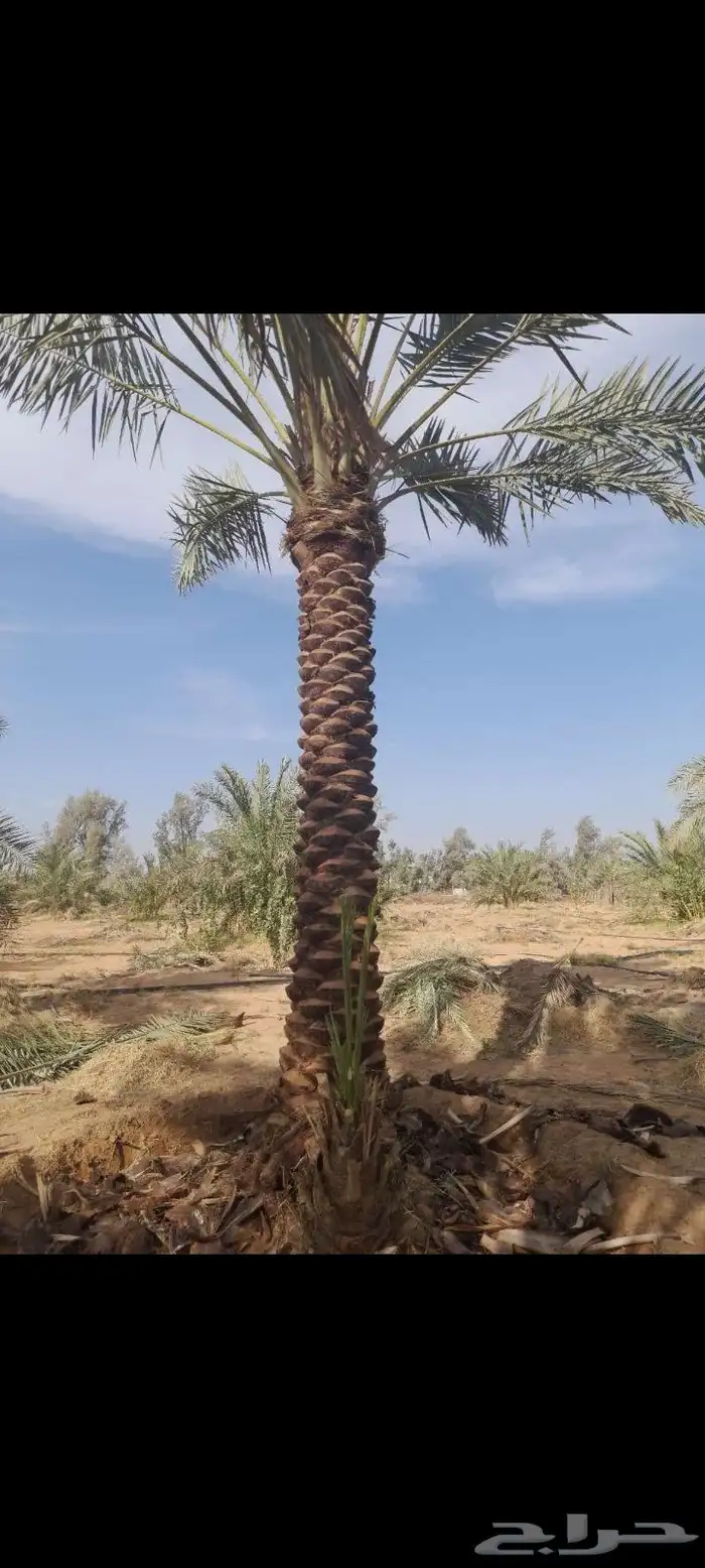 الرياض _المزاحمية _ضرماء _الجله _القويعيه _جميع مناطق المملك 4