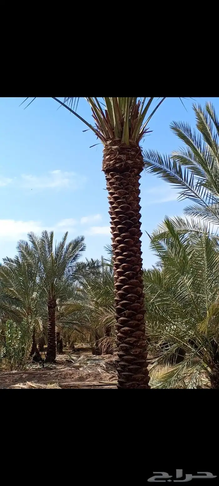 الرياض _المزاحمية _ضرماء _الجله _القويعيه _جميع مناطق المملك 3