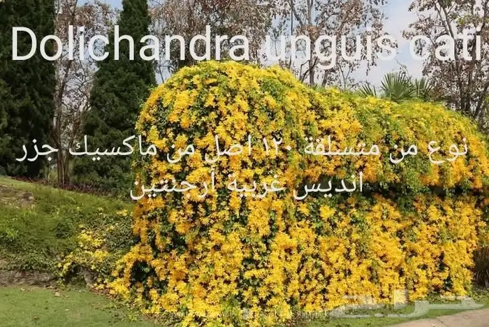 موز سلام بوذا أو يد بوذا صور الباقي للطلبية من تايلند 39