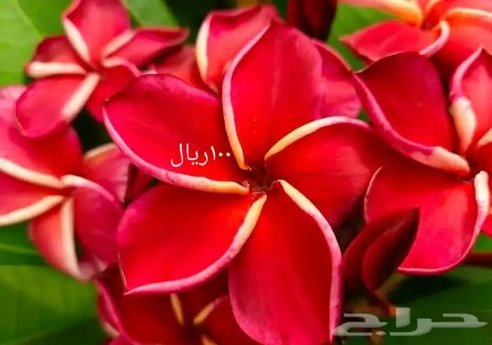 موز سلام بوذا أو يد بوذا صور الباقي للطلبية من تايلند 17