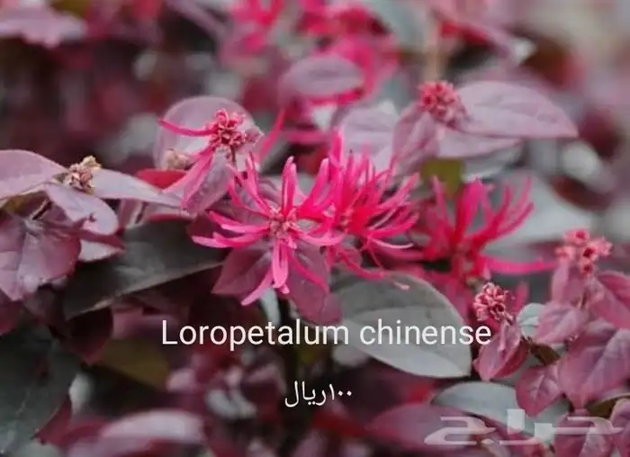 موز سلام بوذا أو يد بوذا صور الباقي للطلبية من تايلند 38