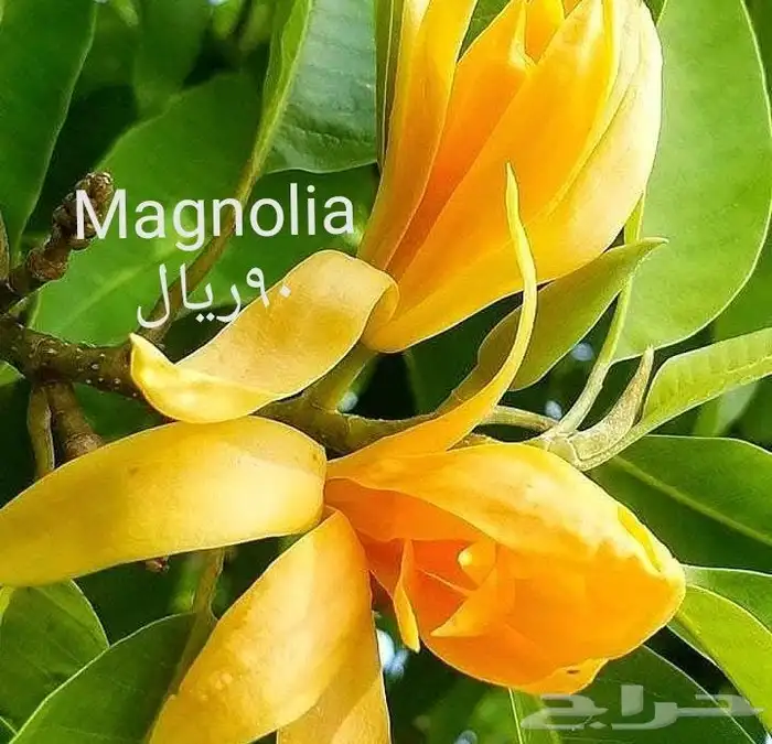 موز سلام بوذا أو يد بوذا صور الباقي للطلبية من تايلند 28