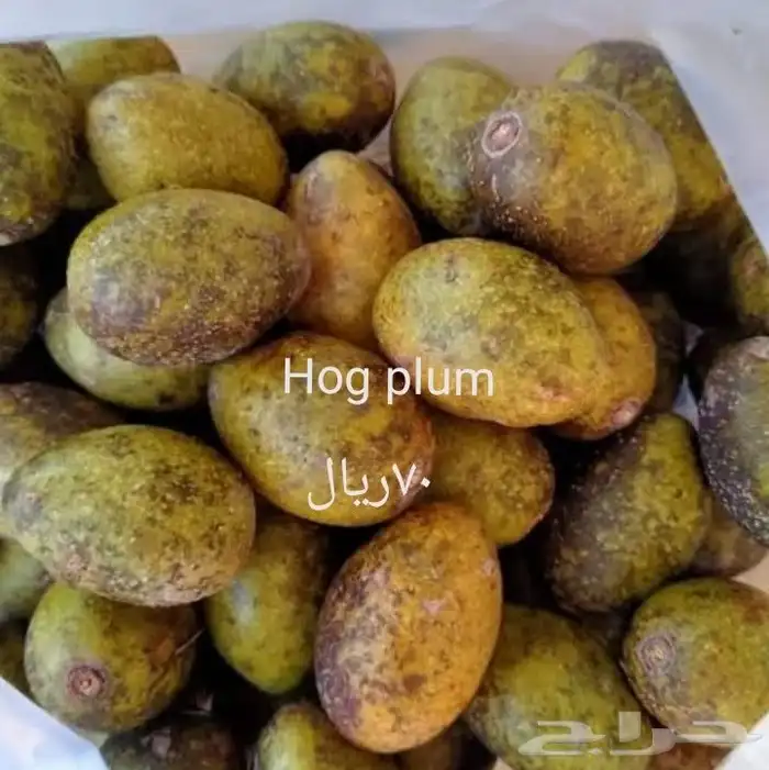 موز سلام بوذا أو يد بوذا صور الباقي للطلبية من تايلند 37