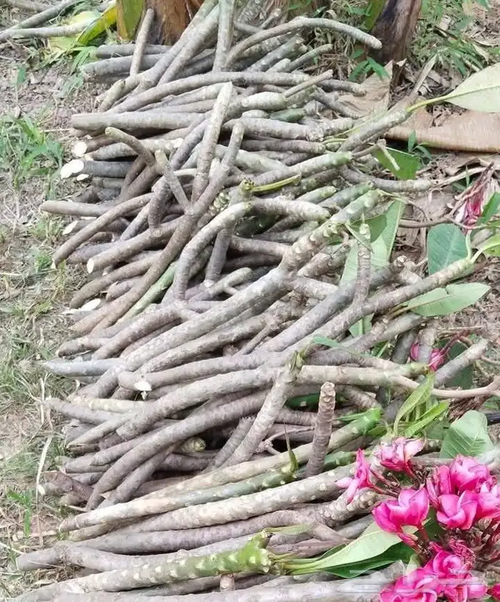 موز سلام بوذا أو يد بوذا صور الباقي للطلبية من تايلند 24