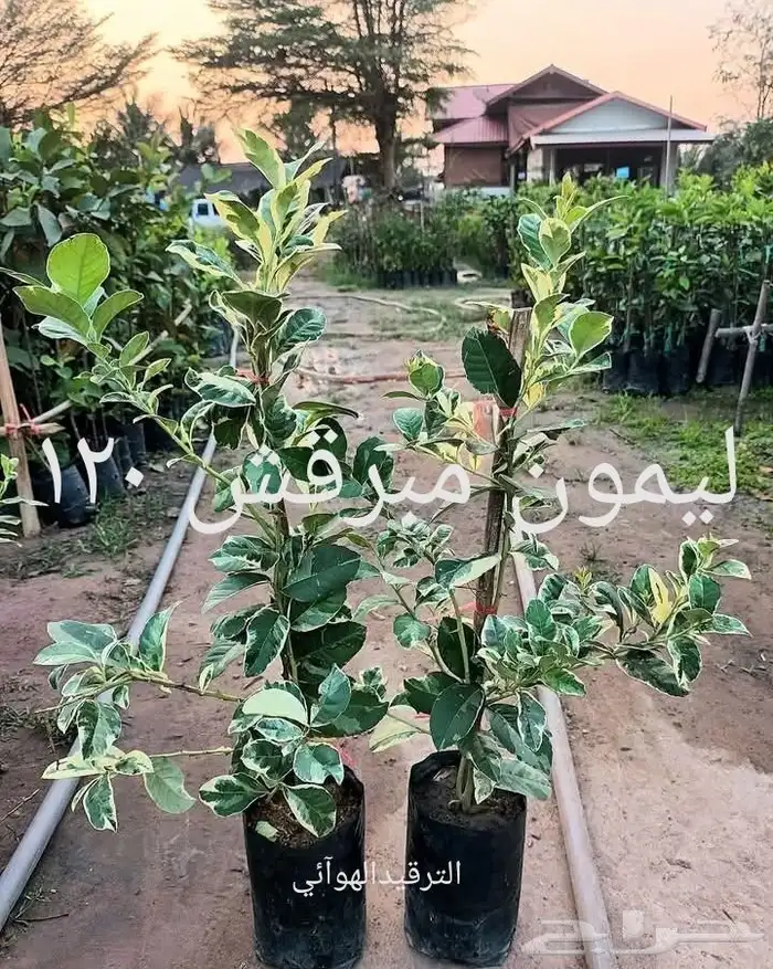 موز سلام بوذا أو يد بوذا صور الباقي للطلبية من تايلند 36