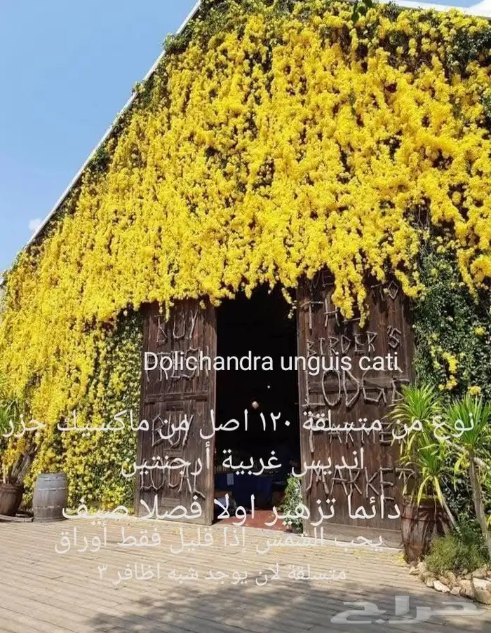موز سلام بوذا أو يد بوذا صور الباقي للطلبية من تايلند 34