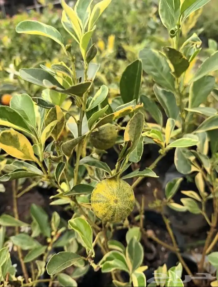 موز سلام بوذا أو يد بوذا صور الباقي للطلبية من تايلند 35