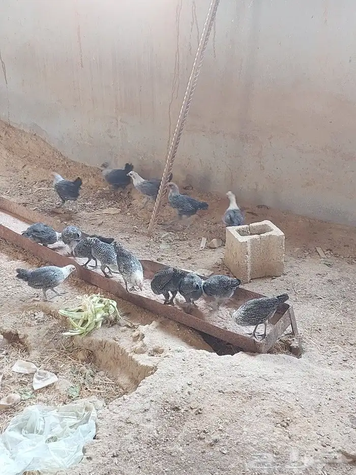 شمال محايل عسير طريق الملك عبدالعزيز جده 2