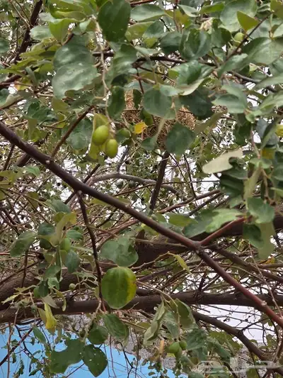 للايجارعرض منتجع شاليه واستراحةبالعابدية الحسينية مكان هادي 10