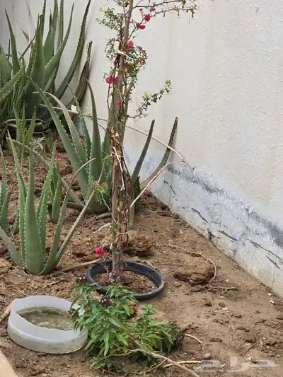 للايجارعرض منتجع شاليه واستراحةبالعابدية الحسينية مكان هادي 11