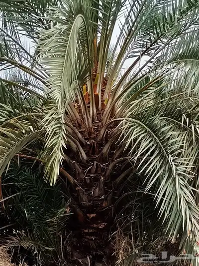 نعمل جميع اشغال النخيل 3