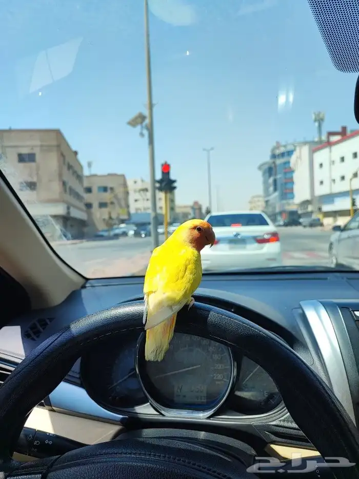 روز أصفر 1
