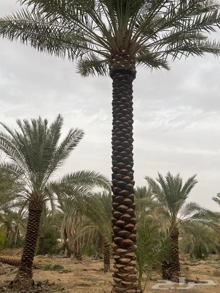 يوجد لدينا جميع انواع النخيل العربي ورش الحشرات 2