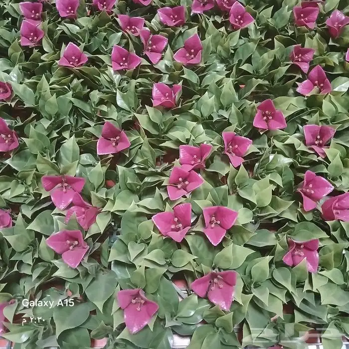 تنسيق حدائق 18