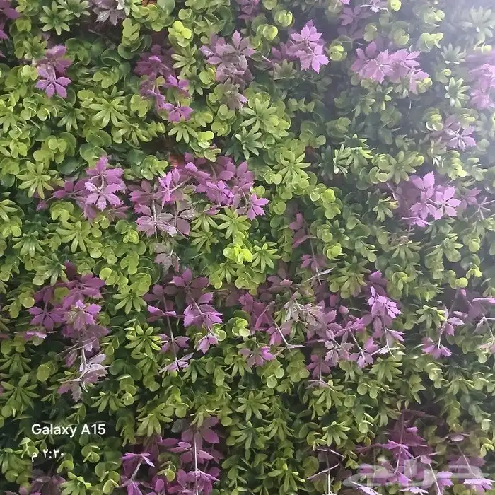 تنسيق حدائق 22