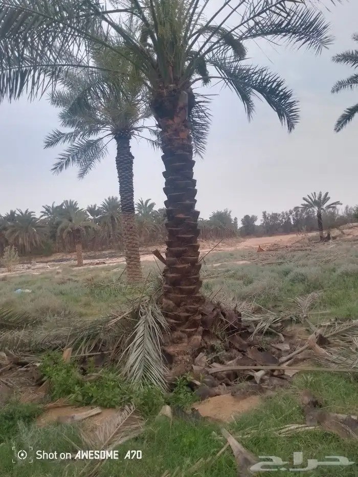 نعم الجميع اشغال النخيل تقريب عربي تكريب هلالي تكريب واشنطن 9