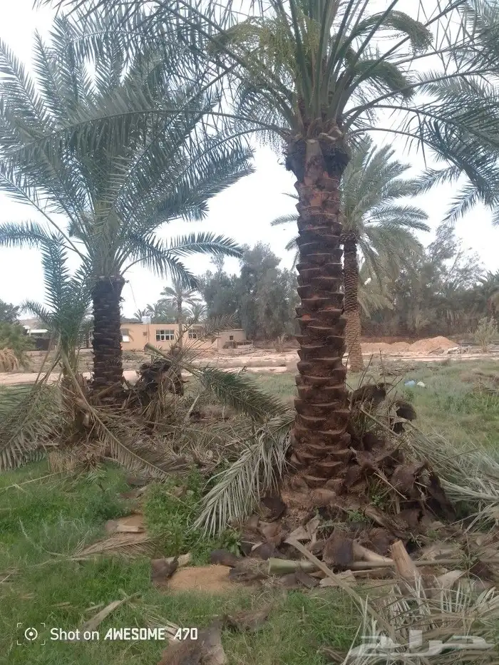 نعم الجميع اشغال النخيل تقريب عربي تكريب هلالي تكريب واشنطن 11